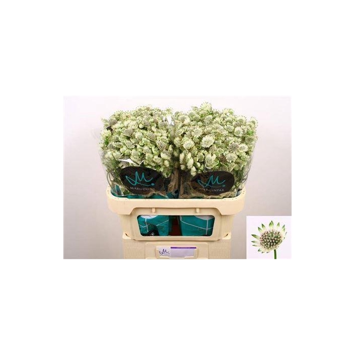 <h4>Astr Billion Sta Xl</h4>