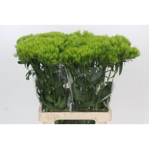 Dianthus Br Kiwi Mellow