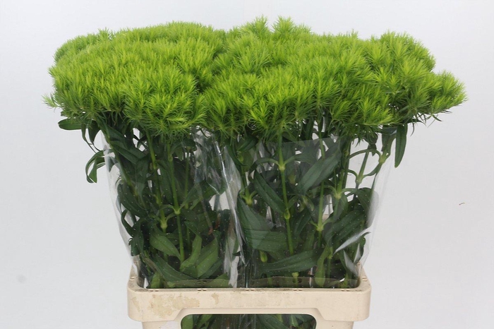 <h4>Dianthus Br Kiwi Mellow</h4>