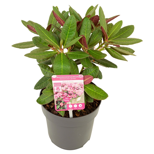 <h4>Rhododendron 'Wine & Roses' ®</h4>