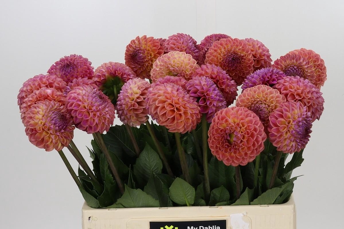 Dahlia Caitlin's Joy