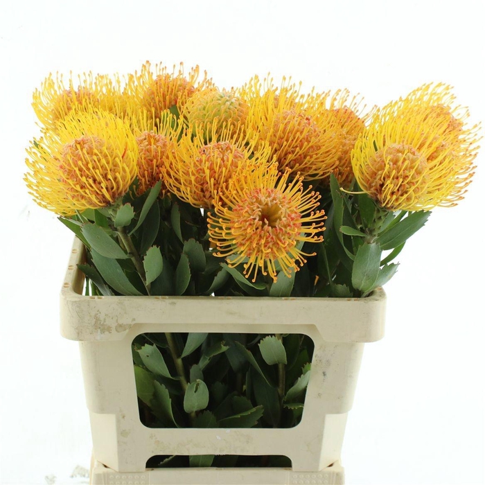 <h4>LEUCO SOLEIL</h4>