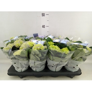 Hydrangea mac. 'Magical Revolution'