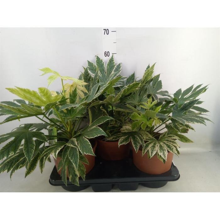 <h4>Fatsia japonica   ...</h4>