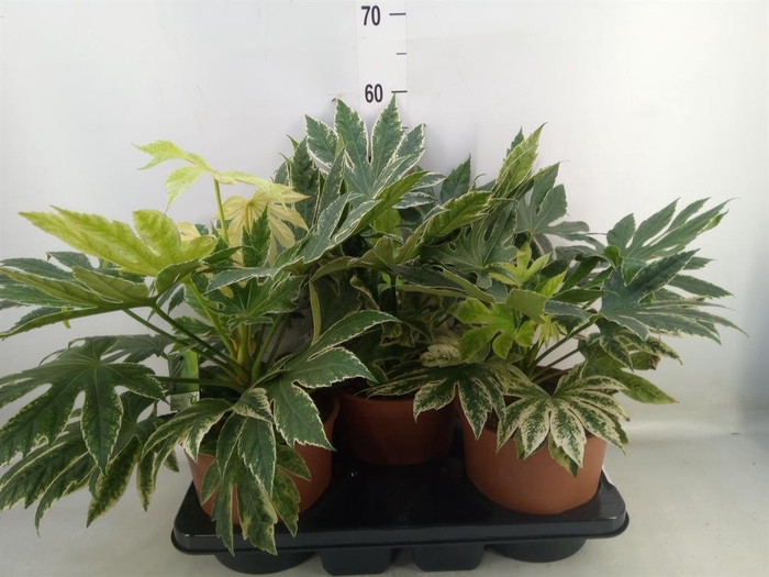 Fatsia japonica   ...
