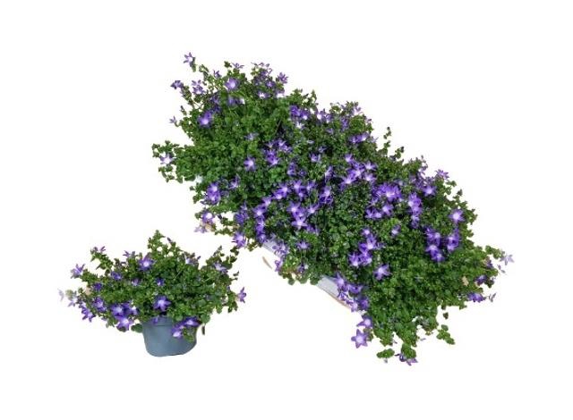 <h4>CAMP POS ADAN PURPL</h4>