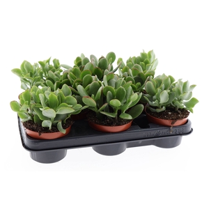 Crassula   ...mix