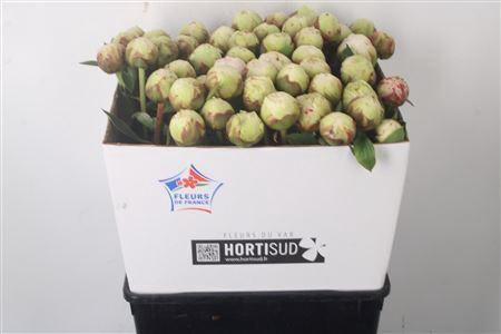 <h4>Paeo L Bowl Of Cream</h4>