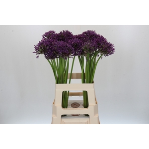Allium Jackpot