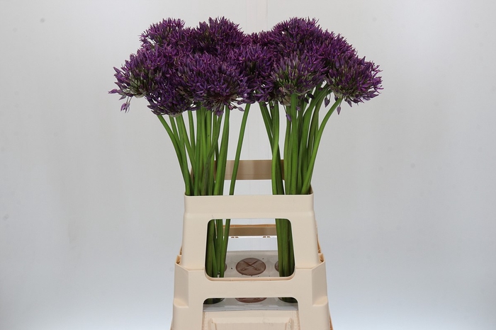 <h4>Allium Jackpot</h4>