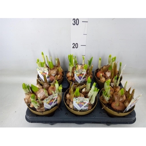 Bolbloemen   ...mix in pot