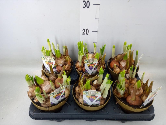 <h4>Bolbloemen   ...mix in pot</h4>