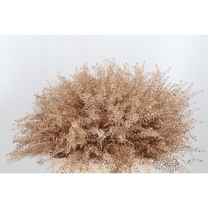 Lepidium Kl Bh Antiek Goud