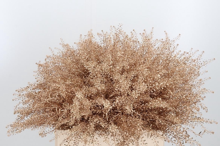 <h4>Lepidium Kl Bh Antiek Goud</h4>