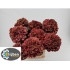 Hydrangea mag pink ruby classic