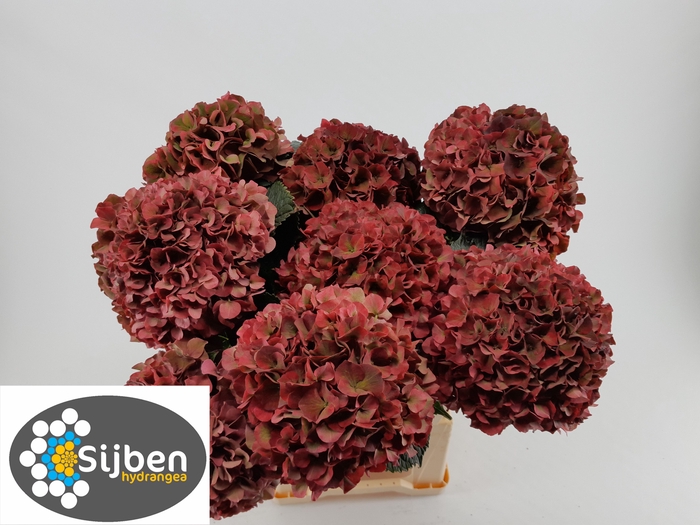 Hydrangea mag pink ruby classic