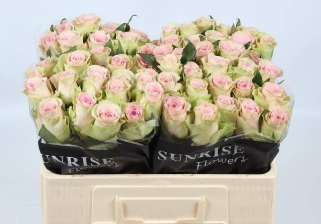 <h4>R Gr Trivia</h4>