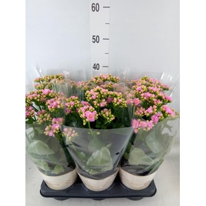 Kalanchoe  'RoseFlow Graceful Pink'
