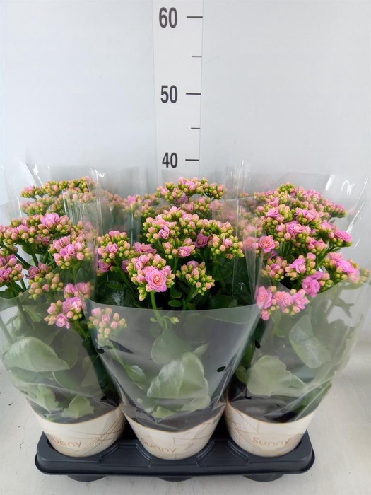 <h4>Kalanchoe 'RoseFlow Graceful Pink'</h4>