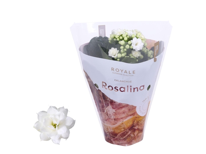 <h4>Kalanchoe blos. 'RosDon Dione'</h4>