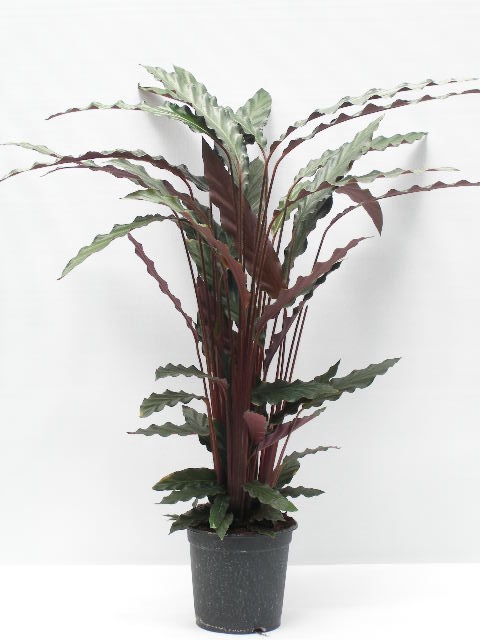 <h4>CALATHEA RUFIBARBA P15</h4>