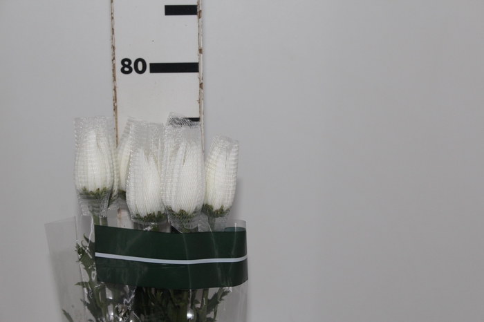 <h4>ANASTASIA HERRERA 080 CM BRANCO</h4>