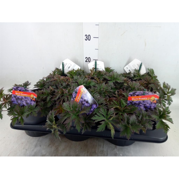 <h4>Geranium   ...</h4>