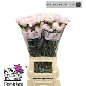 DI ST BRIDAL DAMASCU