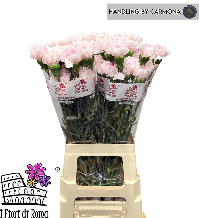 <h4>DI ST BRIDAL DAMASCU</h4>