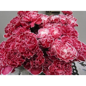 Di St G Rood