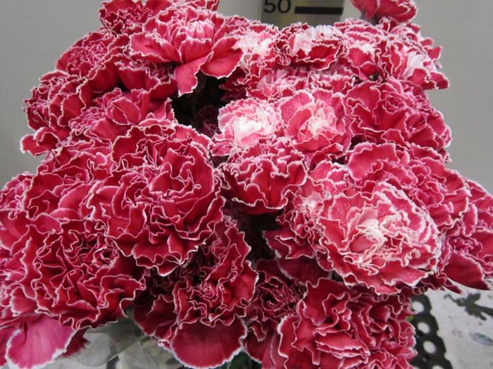 <h4>Di St G Rood</h4>