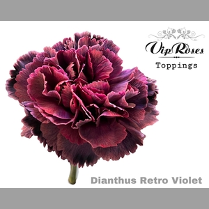 DI ST RETRO VIOLET