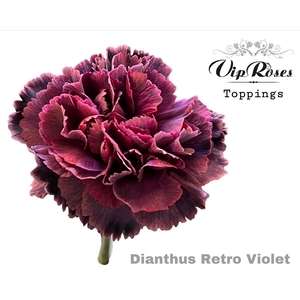 DI ST RETRO VIOLET