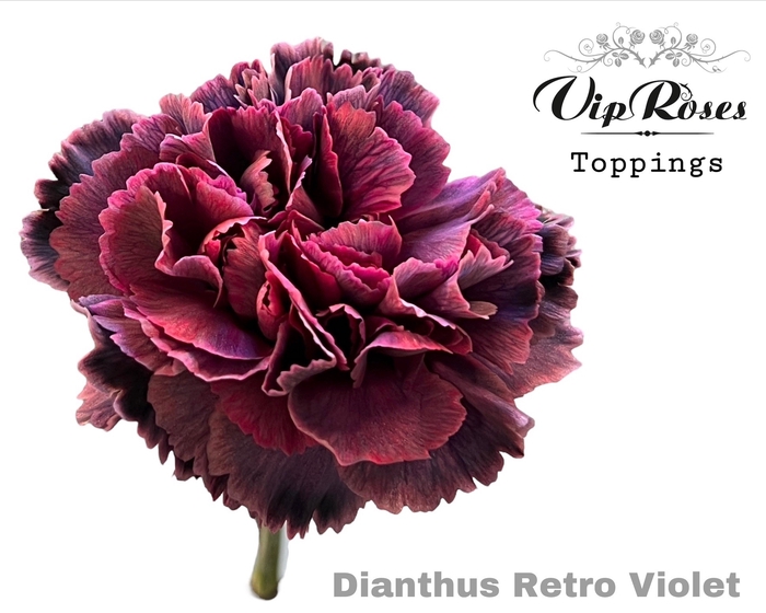 Di St Retro Violet