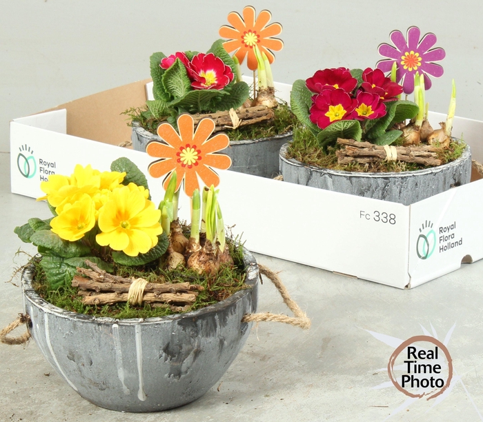 <h4>ARR TUINPLANTEN</h4>