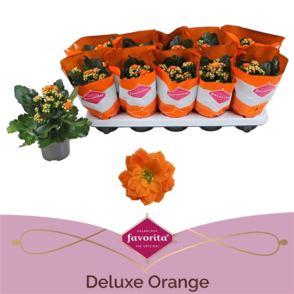 <h4>Kalanchoe Double Deluxe Orange stadium 1</h4>