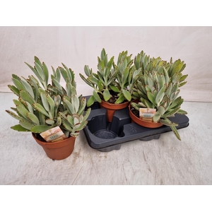 KALANCHOE TOMENTOSA