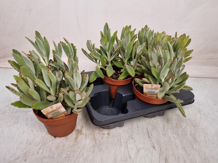 <h4>KALANCHOE TOMENTOSA</h4>