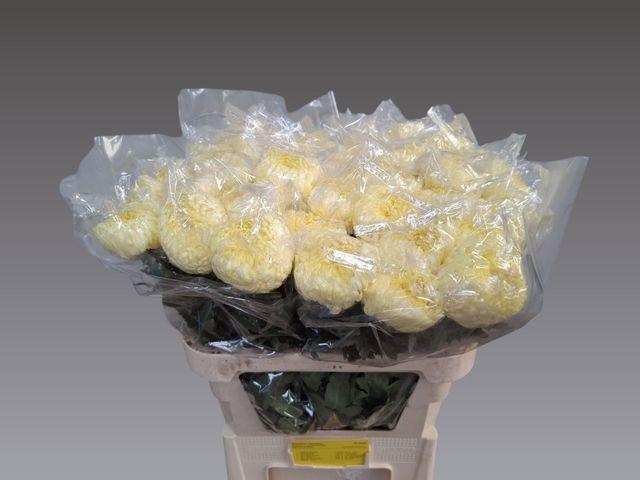 <h4>Chr G Fr Shoesmith</h4>