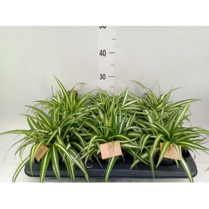 Chlorophytum com. 'Variegatum'