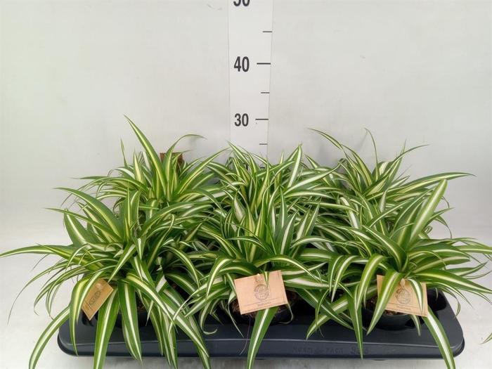 <h4>Chlorophytum com. 'Variegatum'</h4>