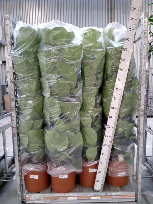 <h4>Ficus lyrata</h4>