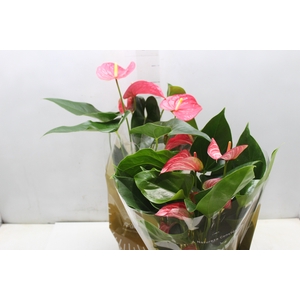 ANTHURIUM VARIADO P17