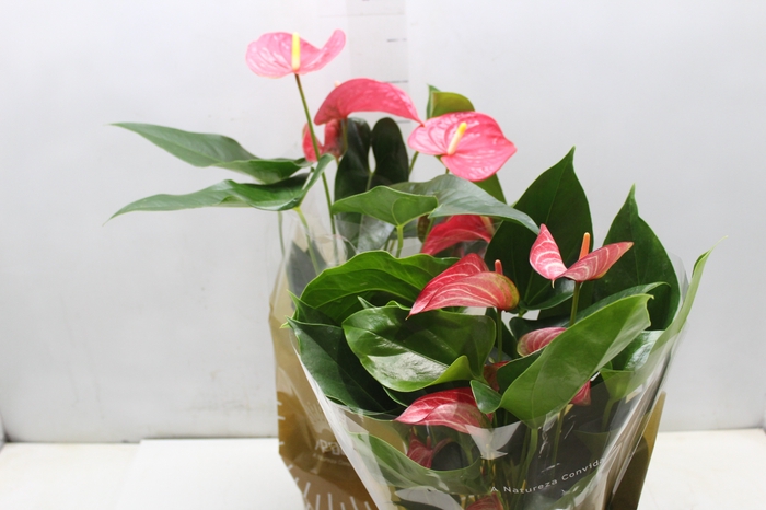 <h4>ANTHURIUM VARIADO P17</h4>