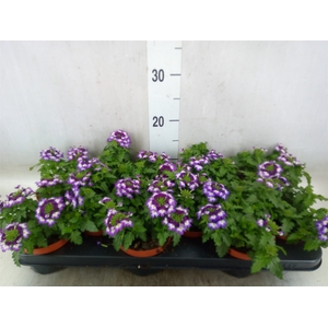 Verbena  'Lanai Twister Blue'
