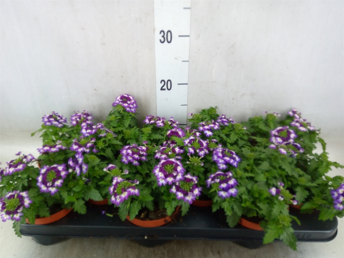 <h4>Verbena  'Lanai Twister Blue'</h4>