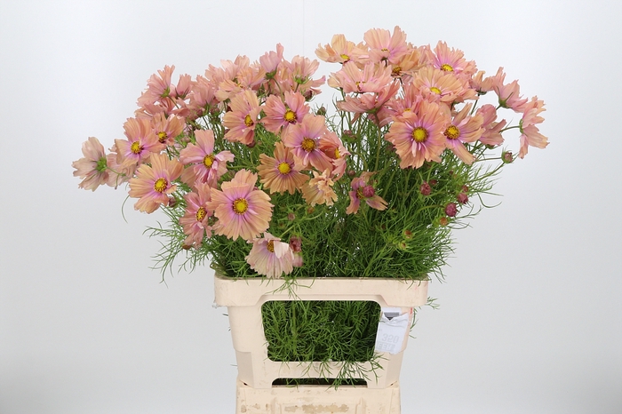 <h4>Cosmos Bipinnatus Zalm</h4>