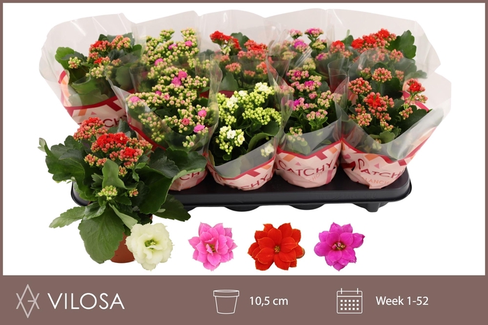 <h4>KAL GE GEM 4 KL</h4>