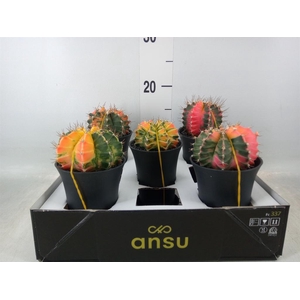 Gymnocalycium mihanov. 'Japan'  mix