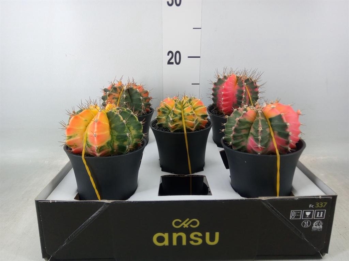 <h4>Gymnocalycium mihanov. 'Japan'  mix</h4>